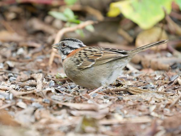 Roodkraaggors (Zonotrichia capensis)